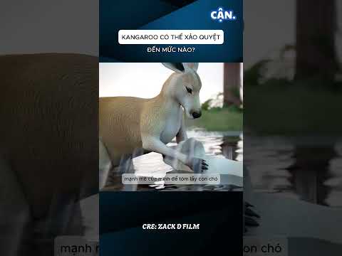 KANGAROO CÓ THỂ XẢO QUYỆT ĐẾN MỨC NÀO? #xuhuong #shorts #viral #khampha #kienthuc #cothebanchuabiet