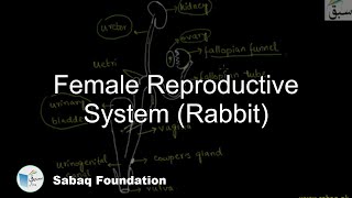 Female Reproductive System, (Rabbit)