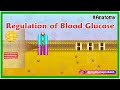 Diabetes and Glucose Regulation Concepts
