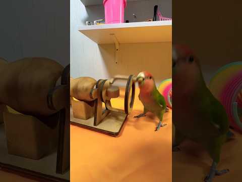 Bird Training:smart lovebird parrot l smart little cute parrot #training#smartparrot#cute
