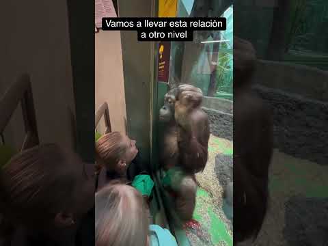 Para reír un poco el monito apasionado #humor #sarcas #sarcastic1 #memescortos #funny #monkey