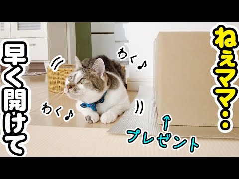 猫たちにプレゼントを用意したら開封前からテンション爆上がりでかわいすぎた