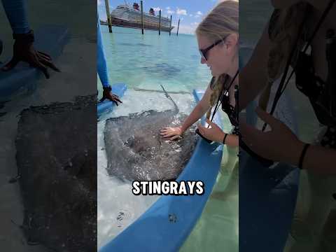 She Hand Fed A Wild Stingray (📸: marieonmainstreet)