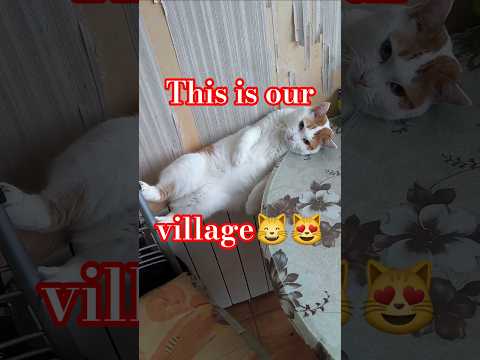 Это наше СеЛО. Живём счастливо😻#КОТ старостасела😼#видосыоткота #funny #shortsvideo