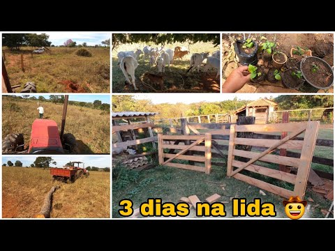 CERQUEIROS VIERAM TRABALHAR AQUI NA FAZENDA| FABIANO FEZ PORTEIRAS| CUROU BEZERRO|PLANTAMOS PIMENTAS