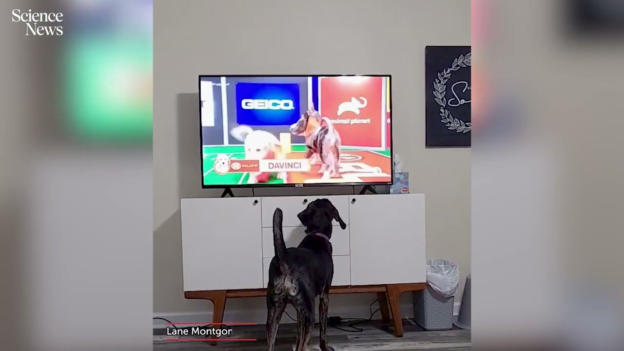 Watch Jax the dog watch dogs on TV | Science News