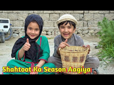 Gaon Ka Taza Shahtoot | Aisa Swad Sheher Mein Nahi Milega! Shirazi Village Vlogs