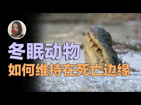 冬眠動物 - YouTube