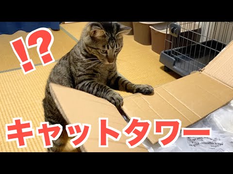 キャットタワーをプレゼントされて大喜びする猫...