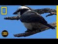 Safari Animal Identification and Behavior