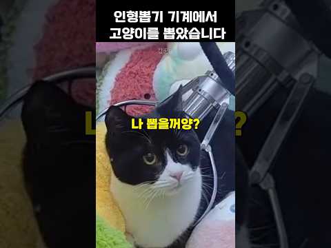인형뽑기 기계안에 들어간 고양이