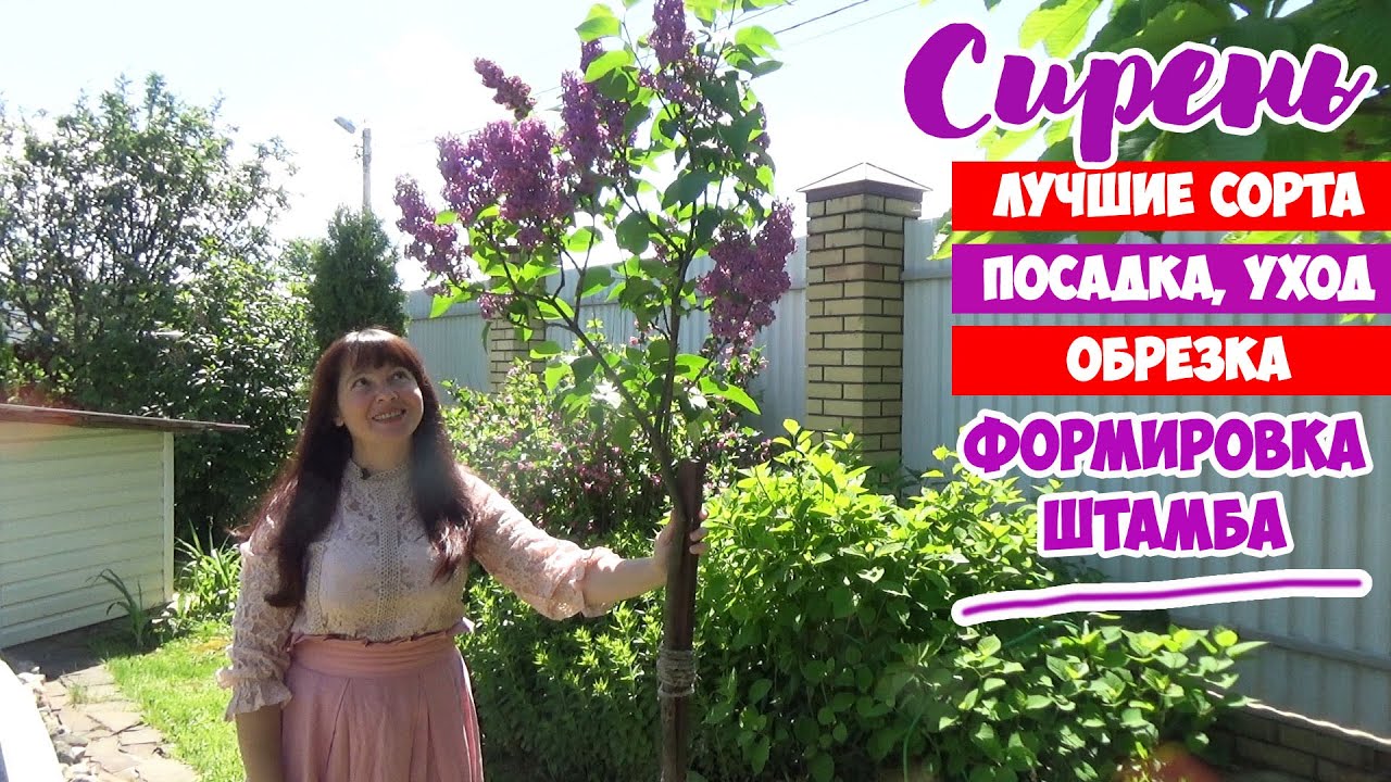 СИРЕНЬ. Посадка. Уход. Обрезка. Лучшие сорта! И как сформировать СИРЕНЬ на ШТАМБЕ своими руками!