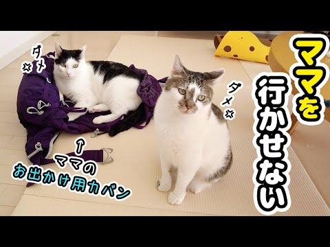 旅行に行かせたくなくて必死に準備のジャマをする愛猫がカワイイ