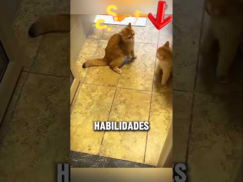 ESTE Gato Aprendió a Boxear Como Mike Tyson. #shortvideo #gatos.