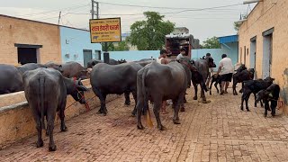 👍 2 गाड़ियों में 20 मुर्रा भैंसों को लोडिंग कर रहे तेलंगाना मंचिरयाल व महाराष्ट्र सोलापुर के लिए 