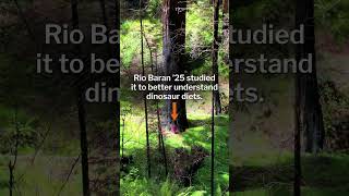 Princeton Senior Thesis Spotlight: What isotopes in redwood leaves reveal about dinosaur diets