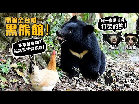 【開箱全台唯一黑熊館】雞本來是食物!!黑熊跟雞做朋友!?懶熊!唯一會跟老虎打架的熊？眼鏡熊?世界8大熊介紹!【許伯簡芝】感謝ISUZU贊助的護熊職人號，為保育黑熊盡一份心力！