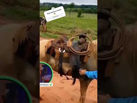 Vixe 😦 o boi furou cavalo 🐎 #gado #pecuarista #fazenda #agro #vaca