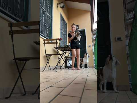 Quando ti chiedono: cane o gatto?