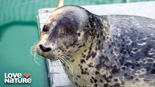Grumpy Sea Turtle Finally Gets Released | Wild Pacific Rescue 103