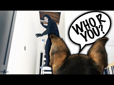Dog Spies on Parents for a Week with Hidden GoPro Part 2! (24 Hour Undercover Challenge)
