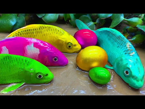Surprised Catch Colorful Fish, Bronze Guppy, Catfish, Octopus, Crocodile - Animation 레인보우 코이 물고기