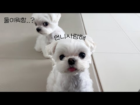 삐진 말티쥬랑 화해하는 법