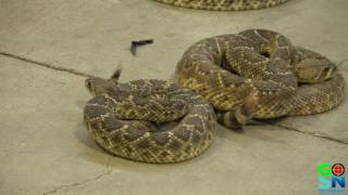 GOSN'S Day at Big Frank's South Texas Hunting and Fishing Expo