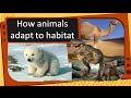 Wildlife Adaptations and Conservation Issues