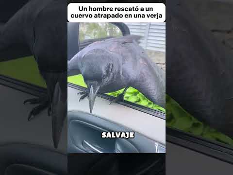 Un hombre rescató a un cuervo atrapado en una verja #animales #animals