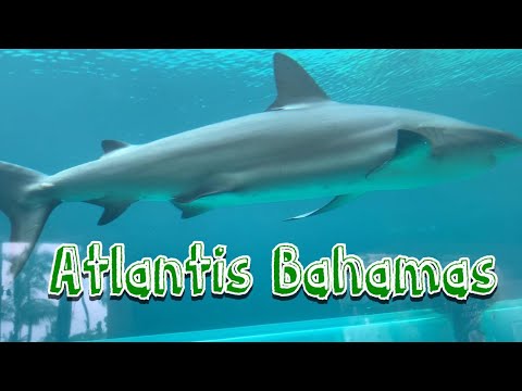 Trip to Atlantis Bahamas (Shark Tank & Aquarium Tour)