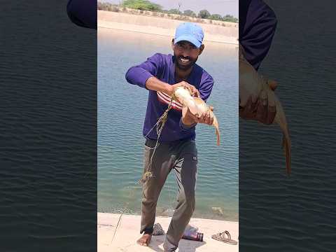 amazing fish 🎣🐠catching #shorts #ytshorts #yt #fishing #desifishing