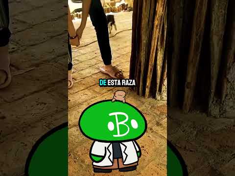 El Origen del Gatonejo
