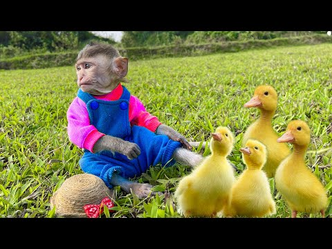 Baby monkey Bon Bin fishing herding duckling with Amee Little cat Animal Islands