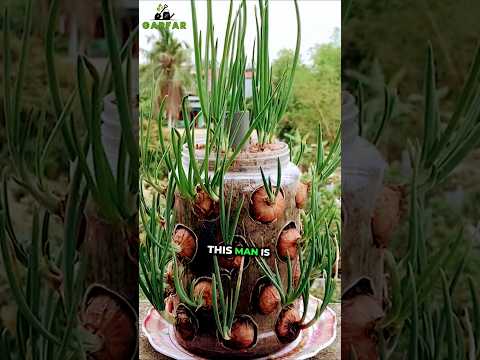 Growing Onions with a plastic bottle.