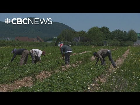 YouTube video thumbnail: More Than Half of Canadians Surveyed Have Negative View of Temporary Foreign Workers Program
