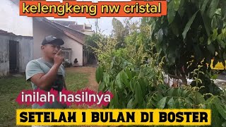 PEMBUKTIAN CARA MEMBUAHKAN KELENGKENG NW CRISTAL SANGAT AMPUH