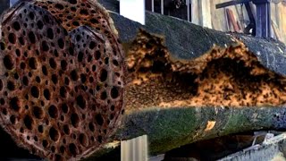 Shocking! Something hidden in black log beginning of Sawmill downfall