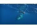 Shark Tagging Safety and Challenges