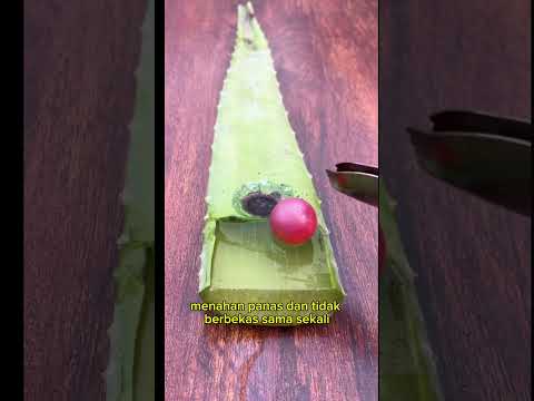 Ternyata Lidah buaya tidak bisa terbakar 😱 #experiment  #shortsvideo #diy