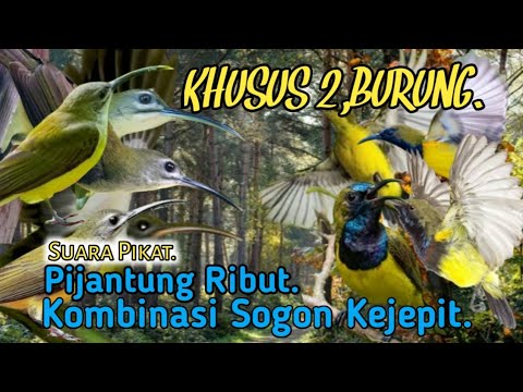 SUARA PIKAT PIJANTUNG RIBUT KOMBINASI SOGON KEJEPIT. AUTO LANGSUNG TURUN..