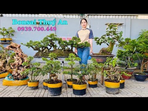 Cây cảnh phong phú 25/2 Sam Mai Tùng Nguyệt Ổi Sơri Lkima, Bằng Lăng, Hồng Lộc - bonsai Thúy An