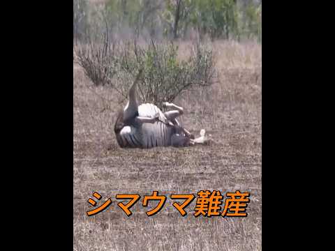 お母さんって本当にすごい！ #動物 #難産 #シマウマ