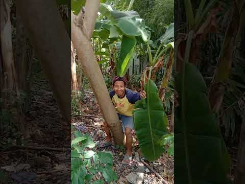 mau ketawa takut dosa Vidio lucu bikin ngakak hiburan warga +62 funny videos #funny #shorts #viral
