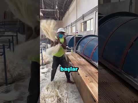 Bu bitki ip fabrikası gibi; halat, paspas, çuval ve daha bir çok alanda kullanılan doğal bir ürün