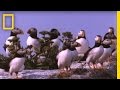 Puffin Behavior and Hazards