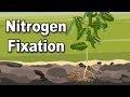 Bacterial Interactions with Legume Plants