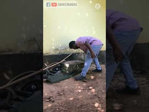 മൂർഖൻ!!! | How to knot a snake bag!!!(Mandatory for snake rescuers) ☠️☠️