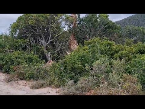 Male lion doesn't know what to do after sneaking up on a giraffe