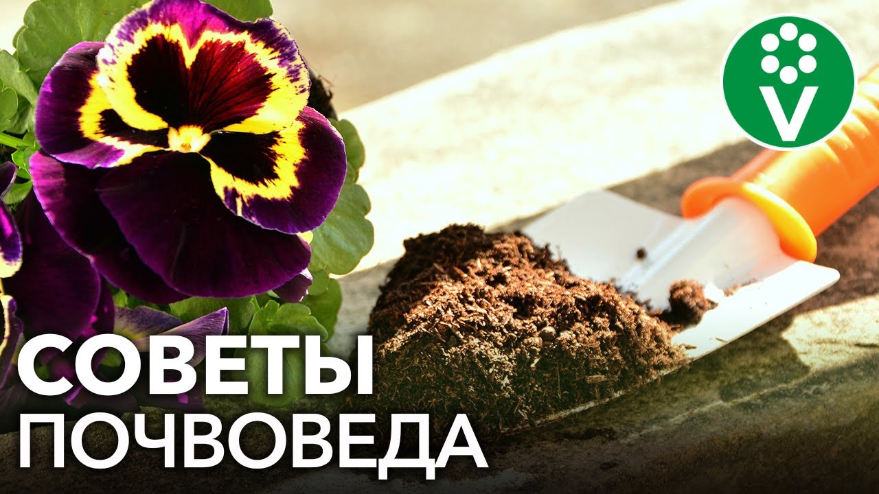 Отличная почва для рассады! Как самому сделать грунт для рассады томатов, перцев и баклажанов